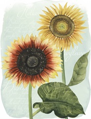 Sunflower Study I