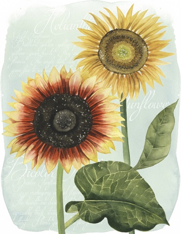 Sunflower Study I