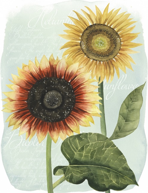 Sunflower Study I