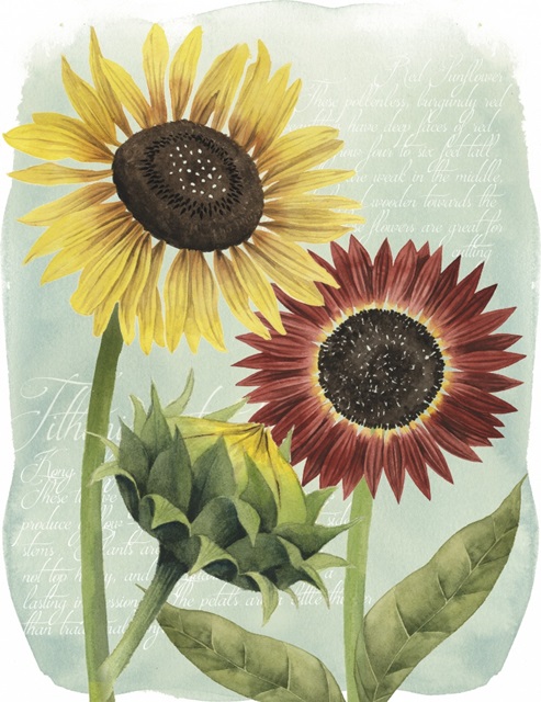 Sunflower Study II