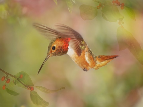 The Flower Dance III