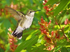 The Flower Dance VII