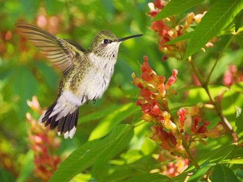 The Flower Dance VII