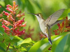 The Flower Dance VIII