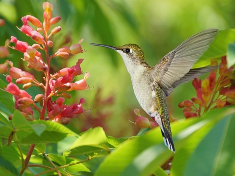 The Flower Dance VIII