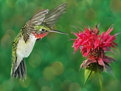 The Flower Dance XII