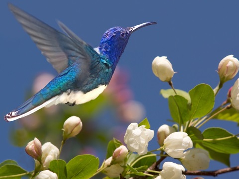 The Flower Dance XIV