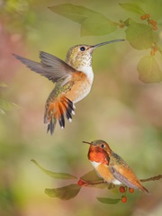 The Flower Dance XVI