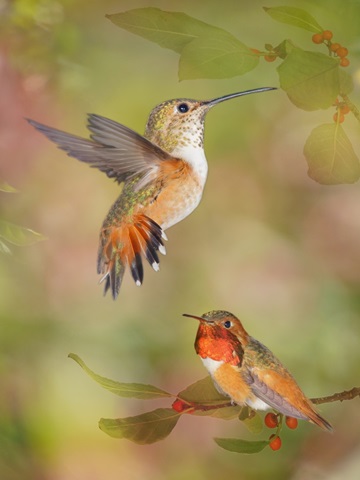 The Flower Dance XVI