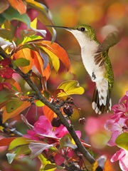 The Flower Dance XVII