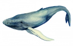 The Whale's Song I