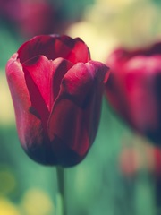 Tulip Sway I