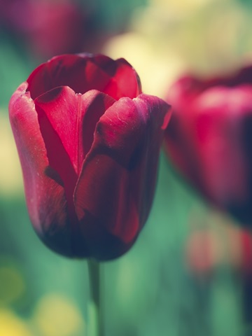 Tulip Sway I