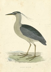 Vintage Night Heron