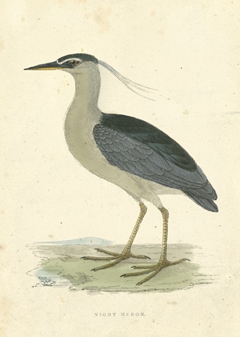 Vintage Night Heron