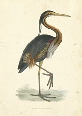 Vintage Purple Heron