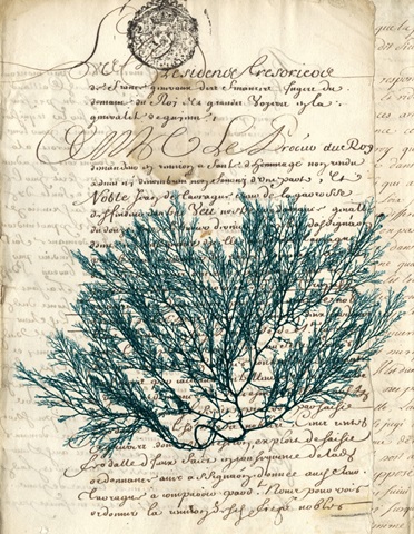 Vintage Teal Seaweed I