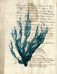 Vintage Teal Seaweed II