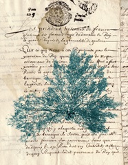 Vintage Teal Seaweed III