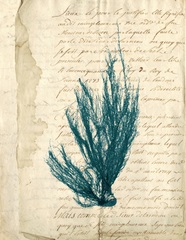 Vintage Teal Seaweed IX