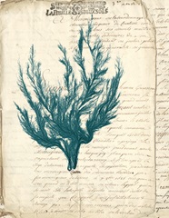 Vintage Teal Seaweed V