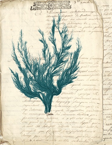 Vintage Teal Seaweed V