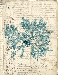 Vintage Teal Seaweed VI