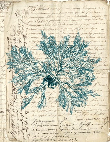 Vintage Teal Seaweed VI