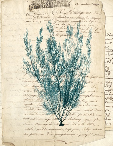 Vintage Teal Seaweed VII