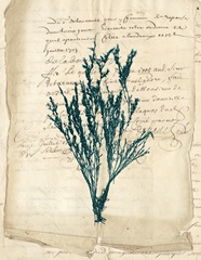 Vintage Teal Seaweed VIII