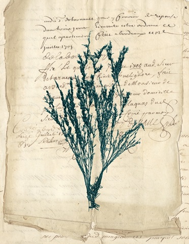 Vintage Teal Seaweed VIII