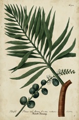 Vintage Tropicals IV