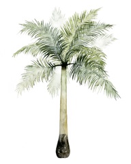Watercolor Palm of the Tropics II