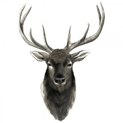 Western Animal Study V