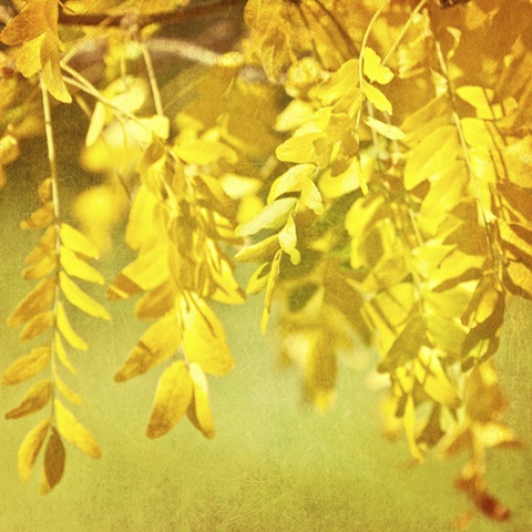 Autumn Photography I