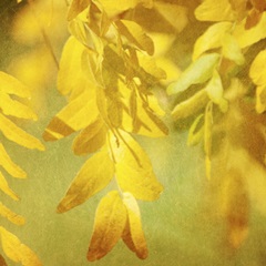 Autumn Photography II