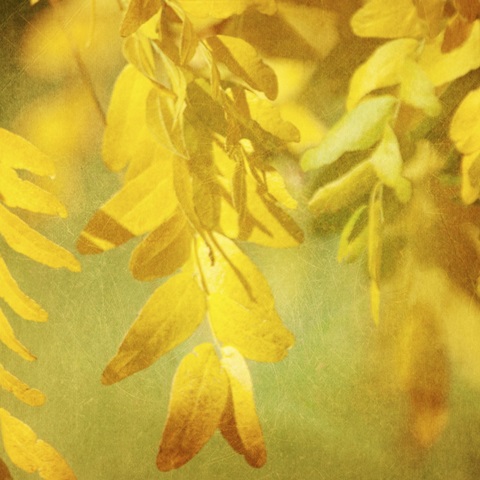 Autumn Photography II