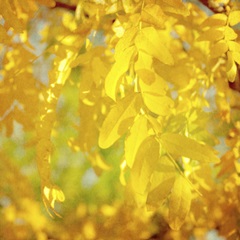 Autumn Photography IV