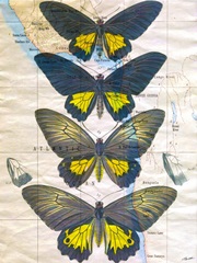 Butterfly Map II