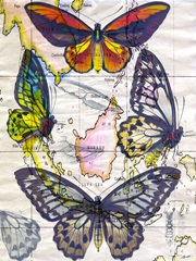 Butterfly Map IV