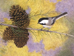 Chickadee in the Pines II
