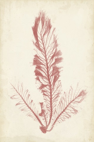 Coral Sea Feather I