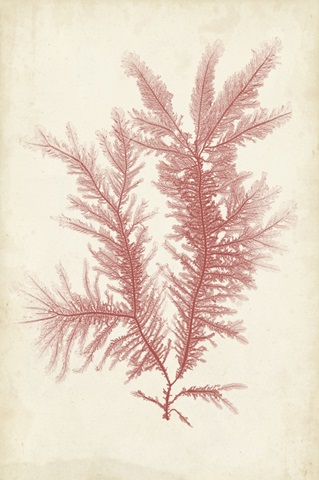 Coral Sea Feather II