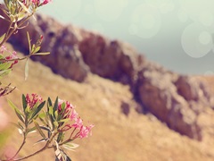 Flowers in Paradise I