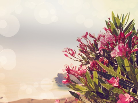 Flowers in Paradise II