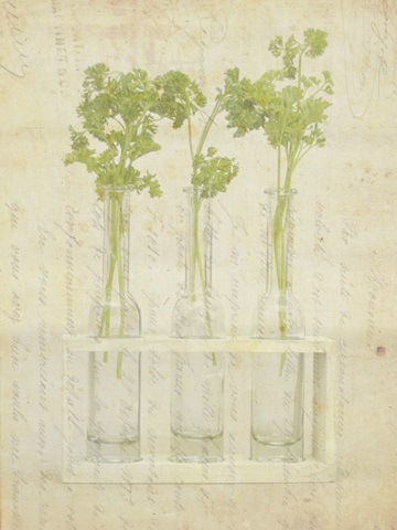 Herb Still Life I
