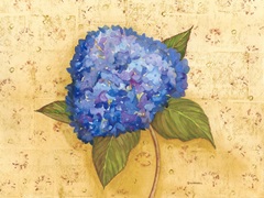 Hydrangea Love II