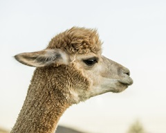 Alpaca Portrait I