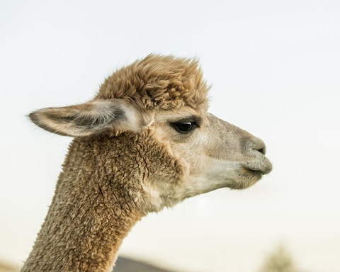 Alpaca Portrait I
