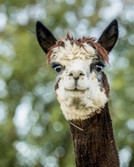 Alpaca Portrait II